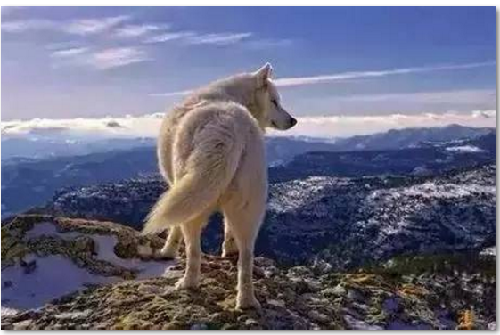 死亡爬行（这段视频影响了上千万人）